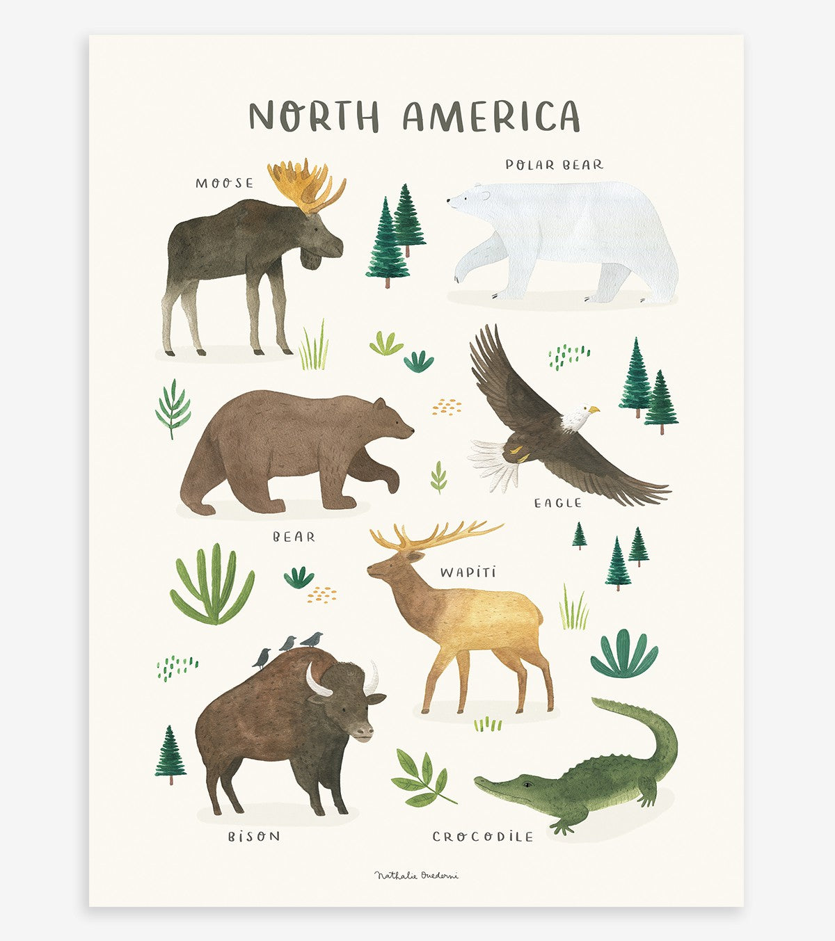 LIVING EARTH - Poster für Kinder - Tiere Nordamerikas