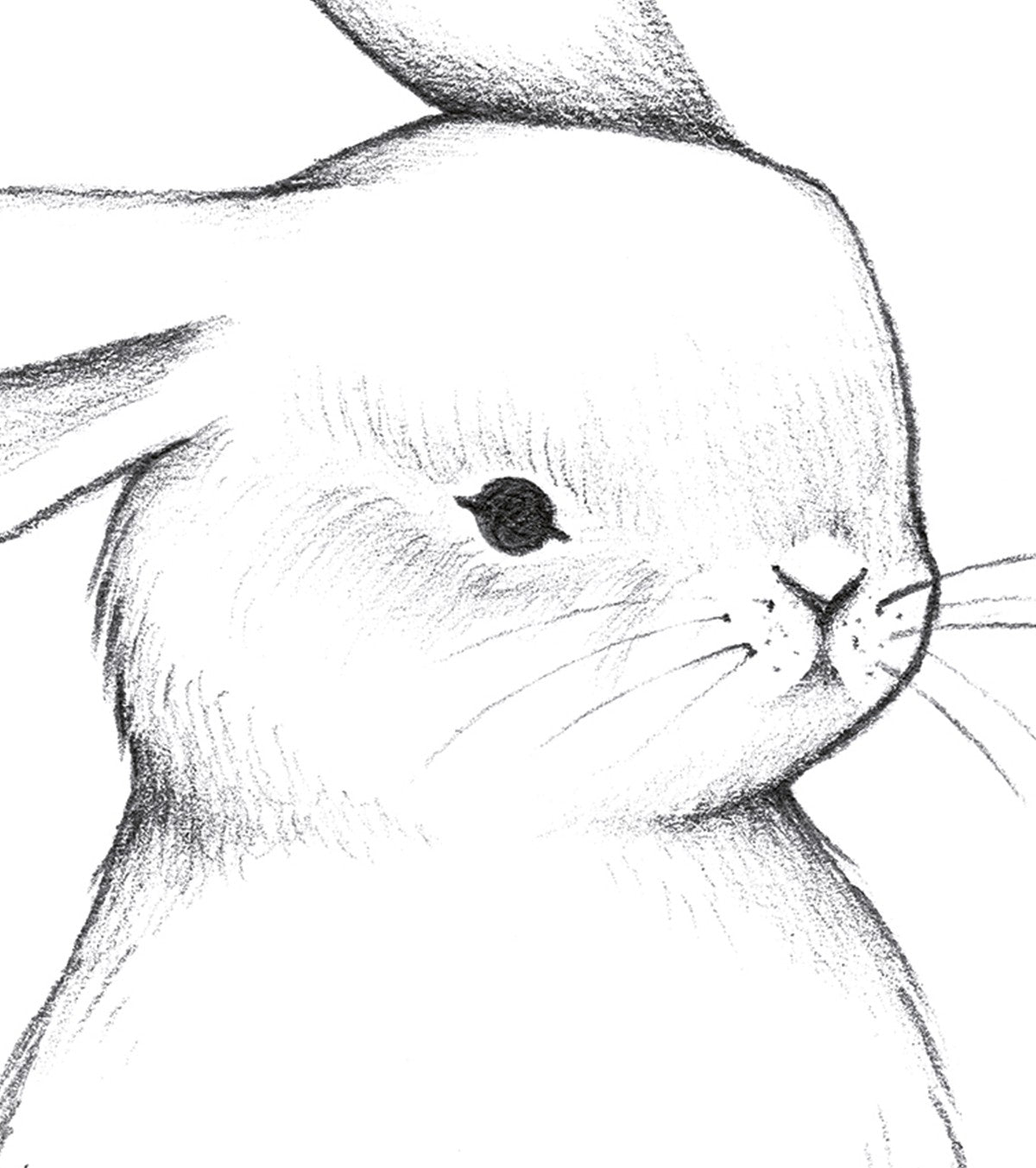 BUNNY - Kinderposter - Kaninchen von vorne