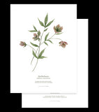WELLINGTON - 2er-Set Posters Kind - Blumen, Botanik